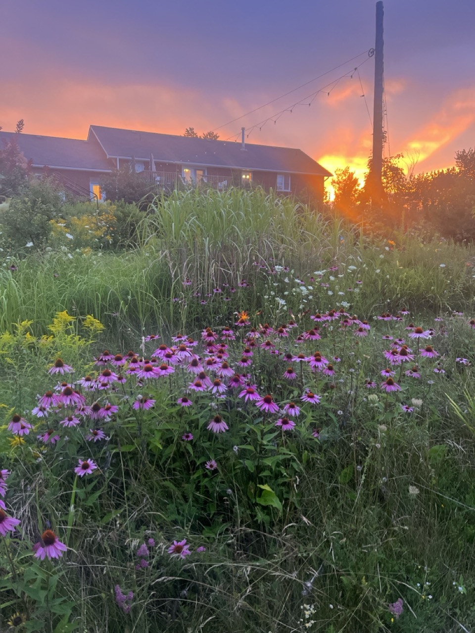 Wildflower echinacea garden at golden hour sunset